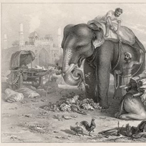 Elephant Unloads Baggage