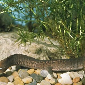 Paddle-tailed Newt