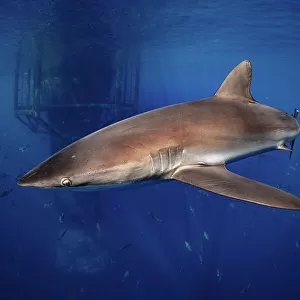 Single Silky Shark