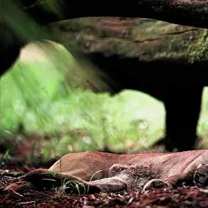 Florida panther, Felis concolor coryi, resting on the ground in a woodland