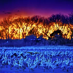 Sandhill cranes arrive to roost in the shallows of the Platte River