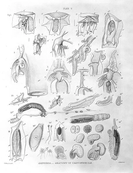 Amphiroa - Anatomy of calycophoridae
