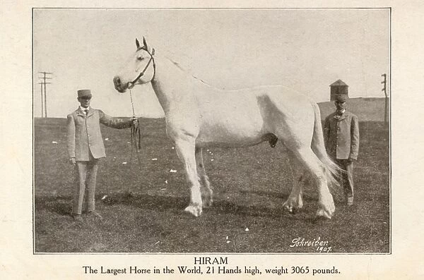 Hiram - The largest horse in the world