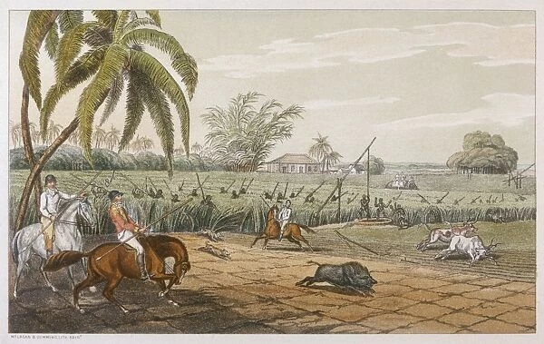 Hunting Boar 1807
