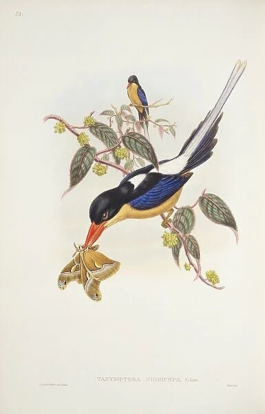 Seleucidis melanoleucas, twelve-wired bird-of-paradise