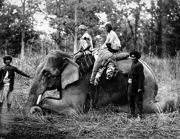 Shot Indian tiger carried on elephant, Nepal