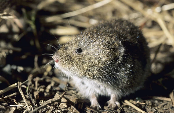 Tundra  /  Root Vole - feeds on plants at river Negustyah
