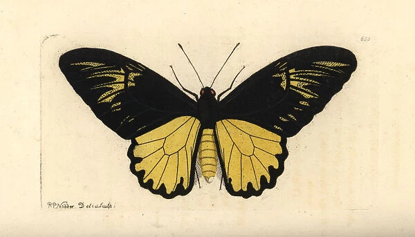 Van de Polls birdwing butterfly, Troides