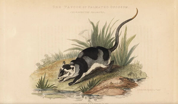 Yapok or water opossum, Chironectes minimus