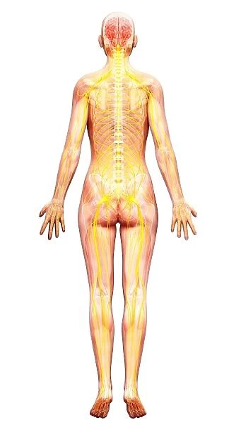 Human nervous system, artwork F007  /  5301