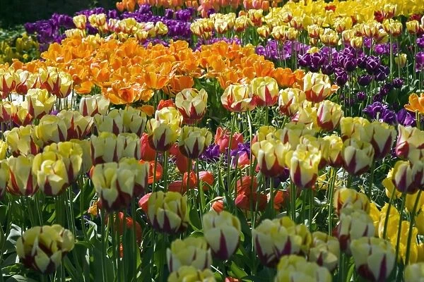Tulip (Tulipa sp. ) borders