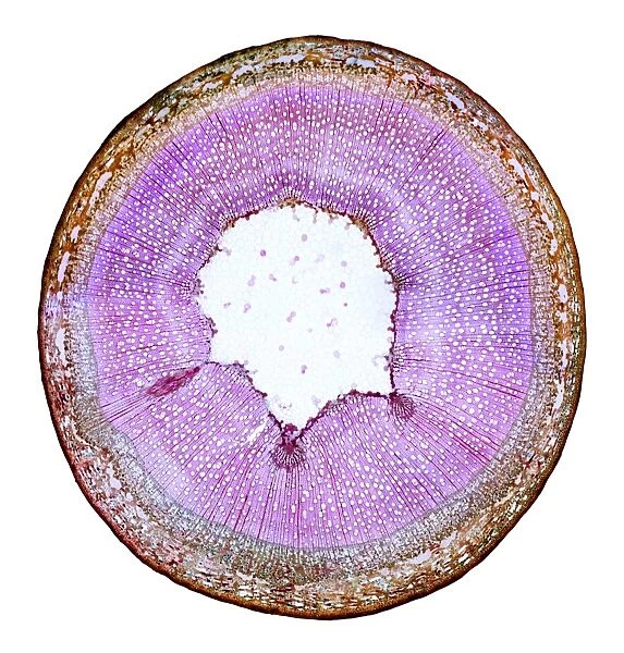 Willow stem, light micrograph