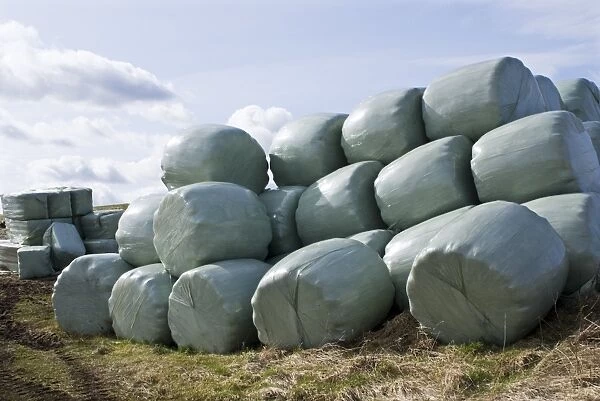 Wrapped hay bales