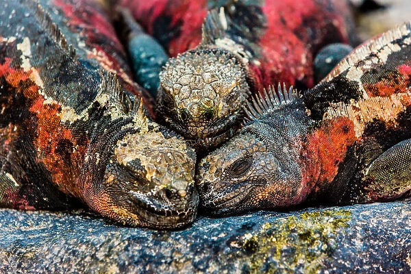 Iguanas, Espanola Island, Galapagos Islands, Ecuador, South America