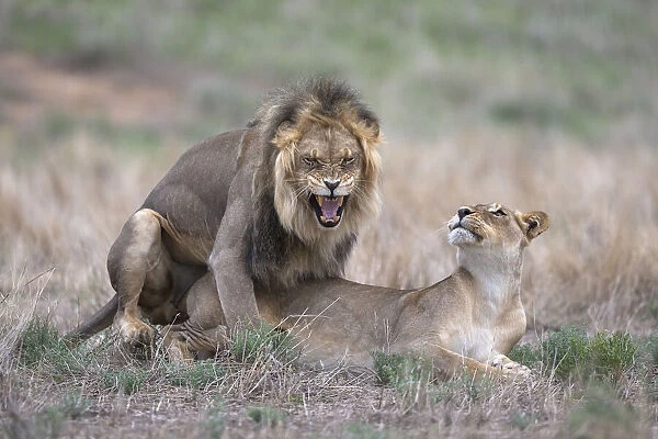 Lions (Panthera leo) mating, Kgalagadi Transfrontier Park, Northern Cape, South Africa, Africa