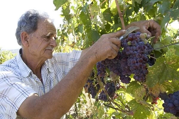 Wine maker cutting grapes