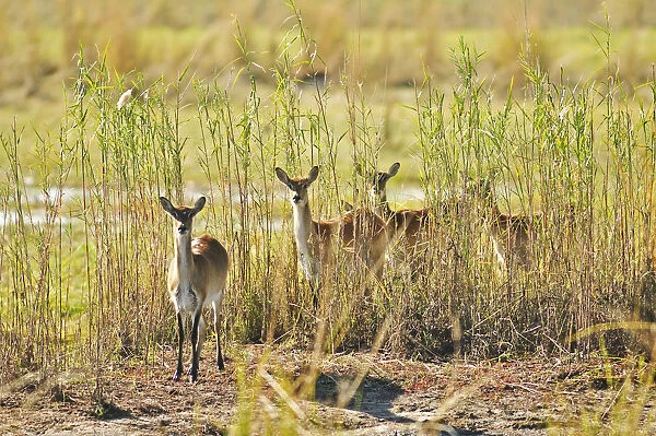 Africa, Namibia, Caprivi, Curious deer in the Bwa Bwata National Park