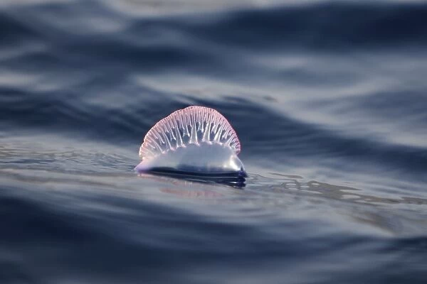 Portuguese Man O War (Physalia physalis) floating on the surface off the Cape Verde Island Group in the northern Atlantic
