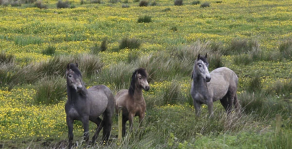 In Western Ireland three horses stand in a bright field of yellow wildflowers in
