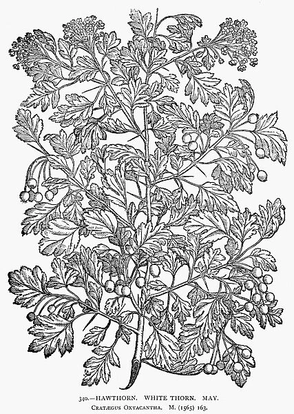 BOTANY: HAWTHORN, 1565. Crataegus Oxyacantha. White Thorn. Woodcut, 1565