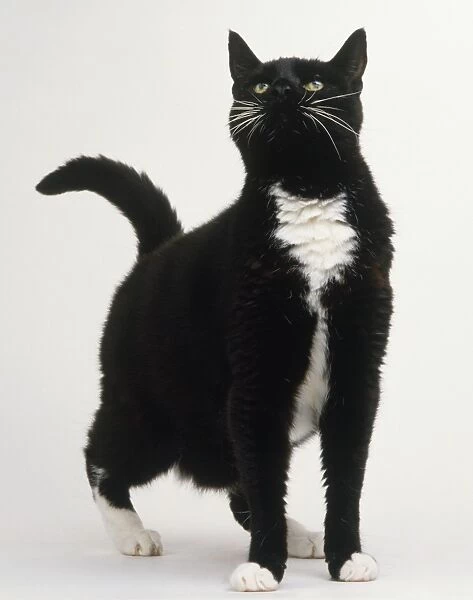 Black and white Cat (Felis catus) looking up, front view