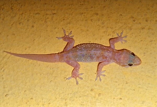 Mediterranean House Gecko. Hemidactylus Turcicus