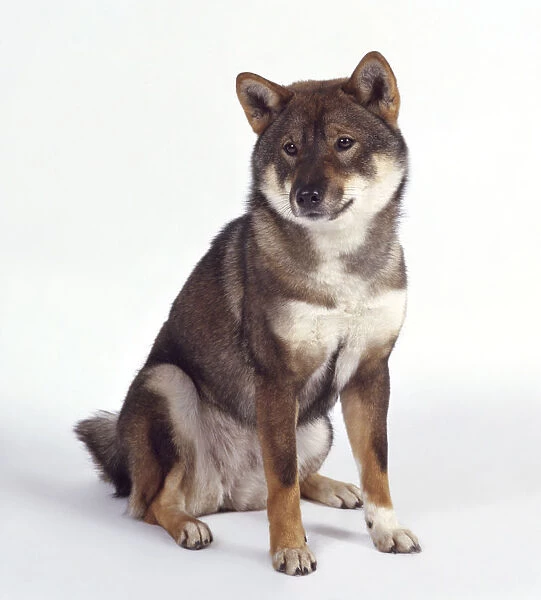 Shikoku dog, sitting