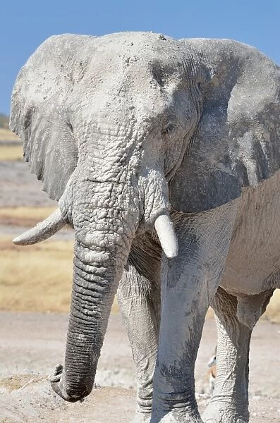 African Elephant -Loxodonta africana-, adult male covered with dry mud, Etosha National Park, Namibia