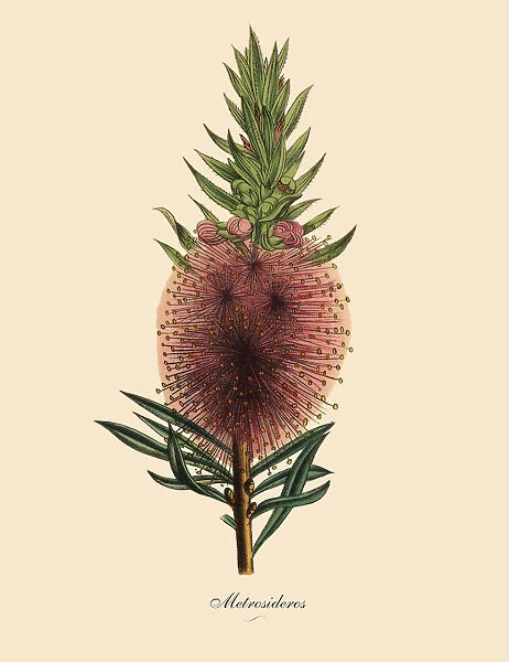 Metroosideros Plant, Victorian Botanical Illustration