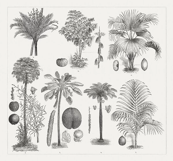 Varios palm trees, wood engravings, published around 1895