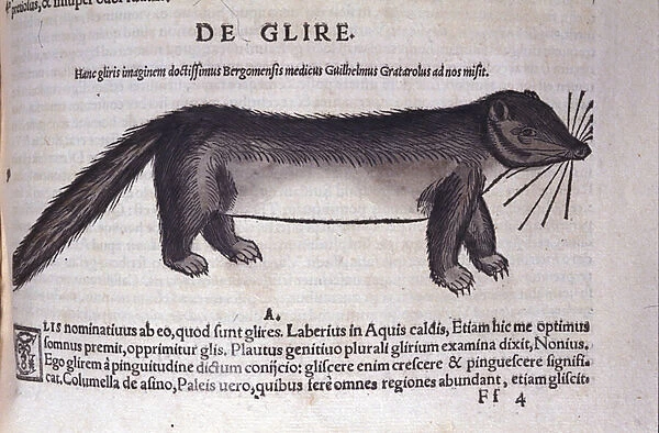 Le loir in Historia Animalium by Conrad Gesner (1516 - 1565), Tiguri, 1560. Bibl