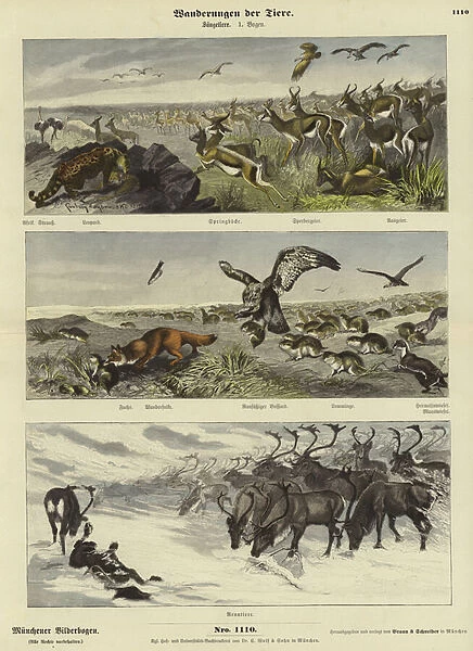 Migrations of animals (coloured engraving)
