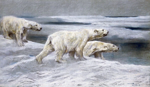 Polar Bears, c. 1900 (coloured chalks on grey paper)