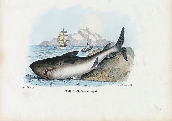 Spiny Dogfish, 1863-79 (colour litho)