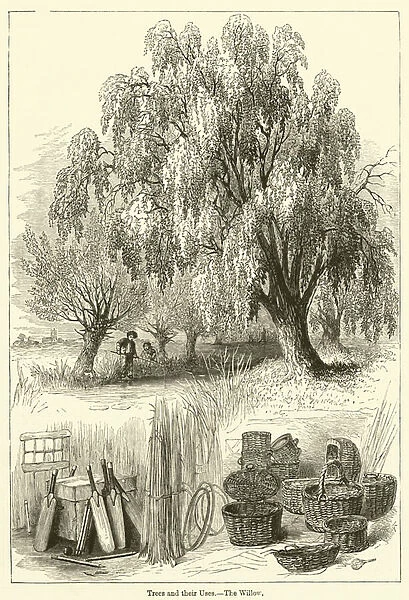 Trees and their Uses, The Willow (engraving)