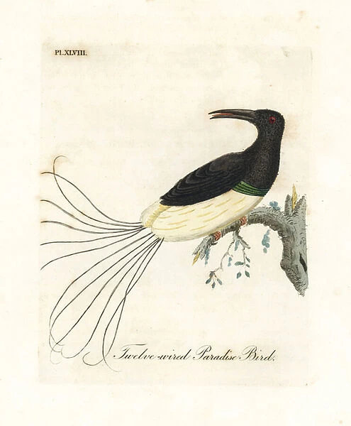 Twelve-wired bird-of-paradise, Seleucidis melanoleucus (Paradisea nigricans)