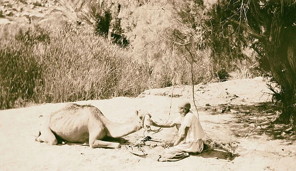 Sinai Red Sea Tor Wady Hebran Caring sick camel