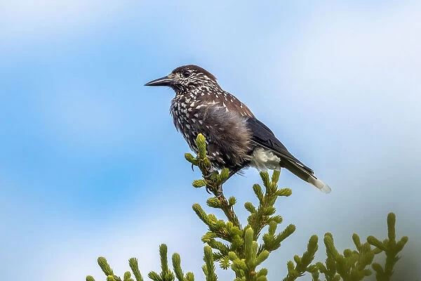 Slender-billed Spotted Nutcracker perched on a pine tree in Ural Ridge, Russian Federation June 2016