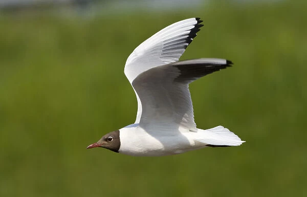 Summer plumage, Black-headed Gull in flight, Chroicocephalus ridibundus