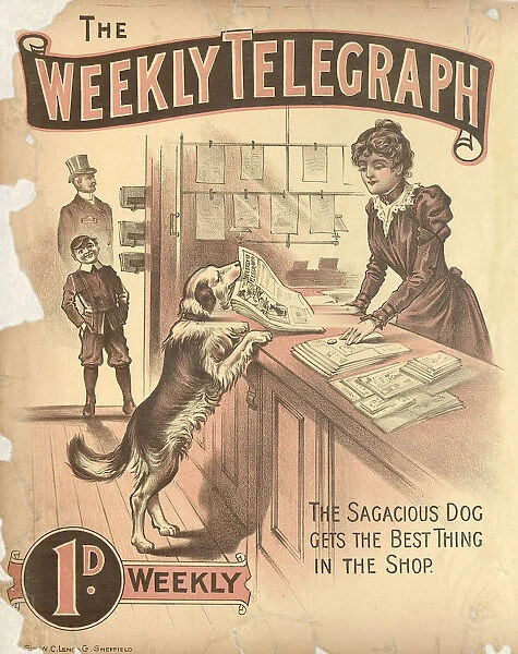 Sheffield Weekly Telegraph poster: The sagacious gog gets the best thing in the shop, 1901