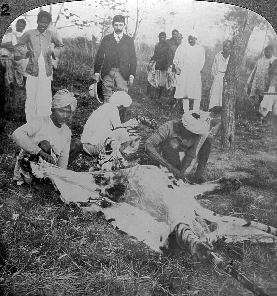 Skinning a dead tiger, shoot of the Maharajah of Cooch Behar, India, c1900s(?). Artist: Underwood & Underwood