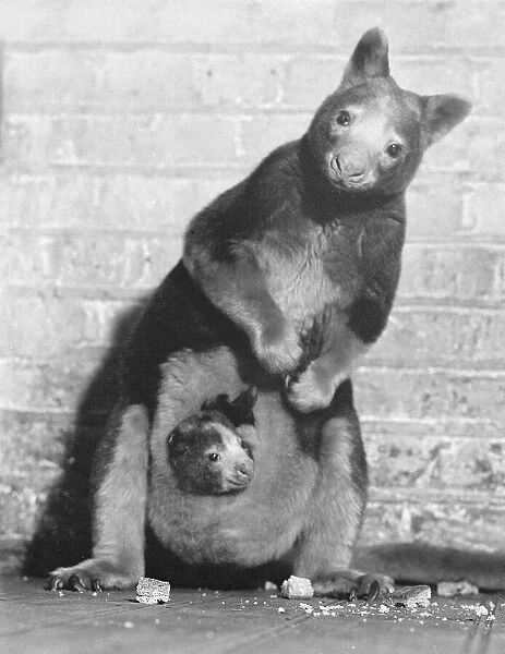 Tree Kangaroo A kangaroo with a joey in its pouch looks inquisitively at