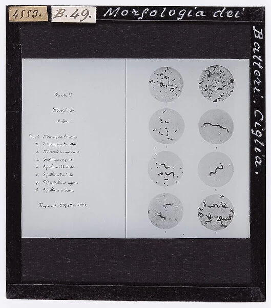 Morphology of bacteria, cilia, microscopic magnification, plate 39, in W. Migula System der Bakterien Handbuch der Morphologie, Entwickelungsgeschichte und Systematik der Bakterien, Jena, Fischer, 1897