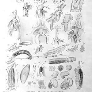 Amphiroa - Anatomy of calycophoridae