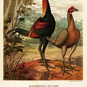 Black-breasted red game birds