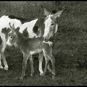 Donkey with new born foal, UK