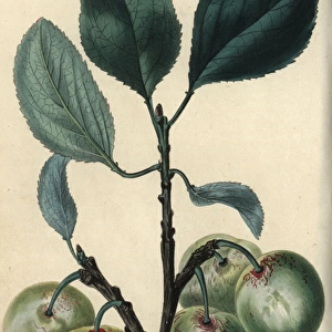 Fruit and leaves of the greengage plum, Prunus