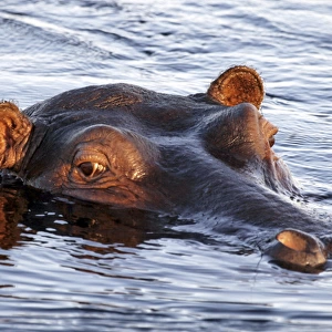 Hippopotamus - Hippo with eyes, ears and nostrils
