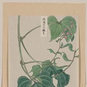 Mame - pea or bean plant showing vine, leaves, pods, and blo