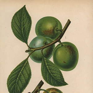 Plum cultivars: Reine Claude de Bavay and McLaughlin